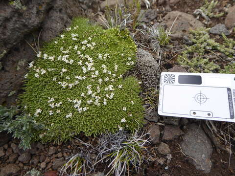 Image of Lithodraba