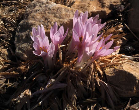 Image of Colchicum hierosolymitanum Feinbrun