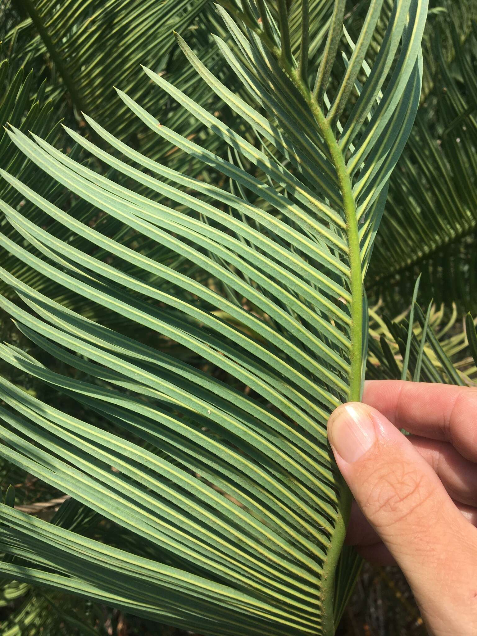 Image of Cycad