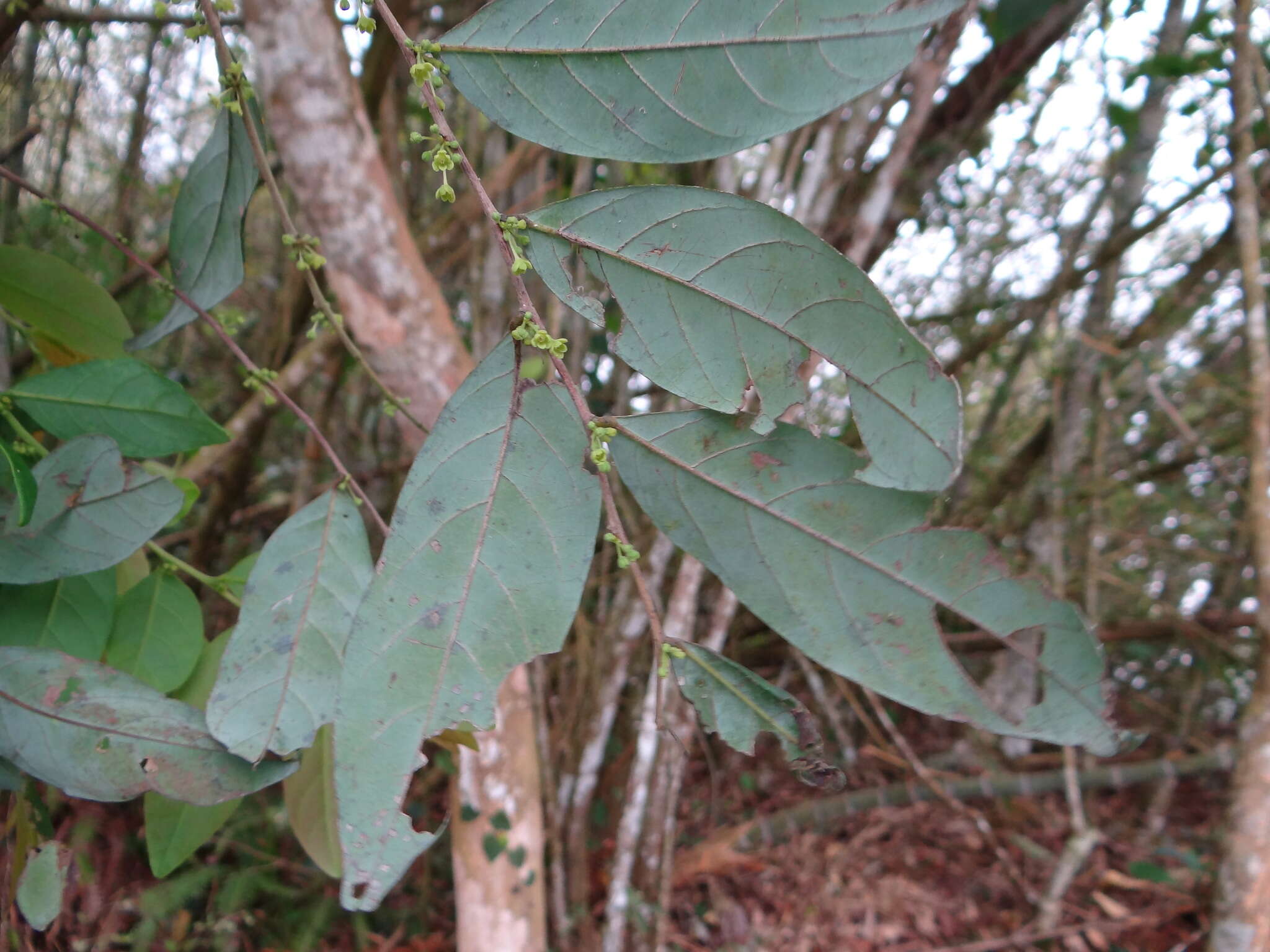 Слика од Phyllanthus meghalayensis Chakrab. & N. P. Balakr.