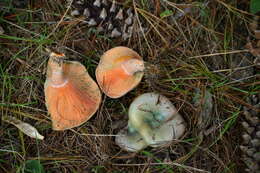 Image of Lactarius semisanguifluus R. Heim & Leclair 1950