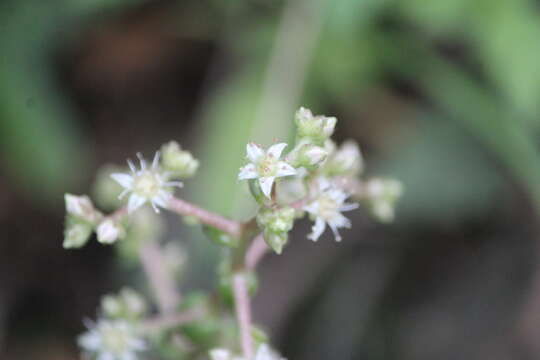 Image of Sedum ebracteatum subsp. grandifolium R. T. Clausen