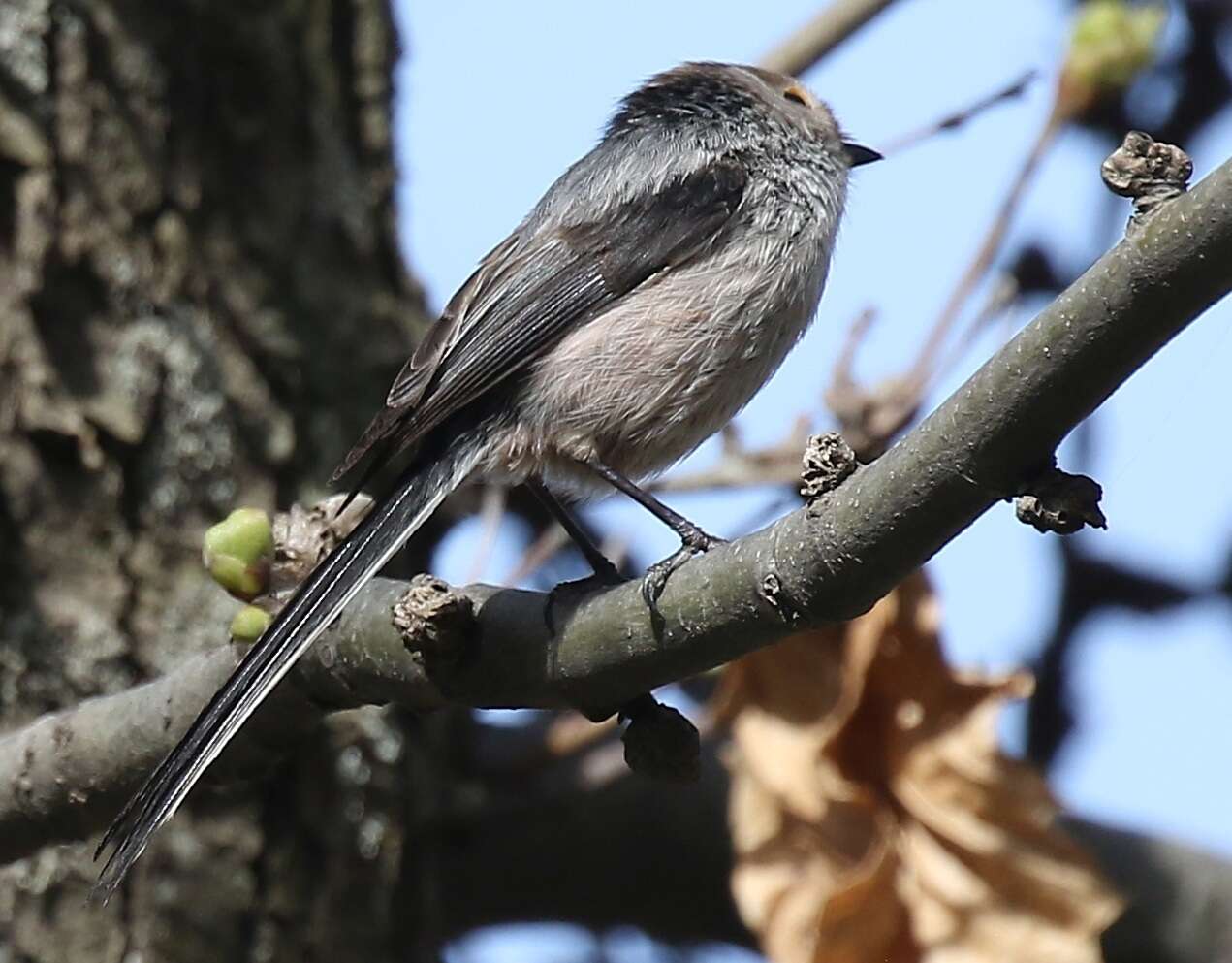 صورة Aegithalos caudatus siculus (Whitaker 1901)