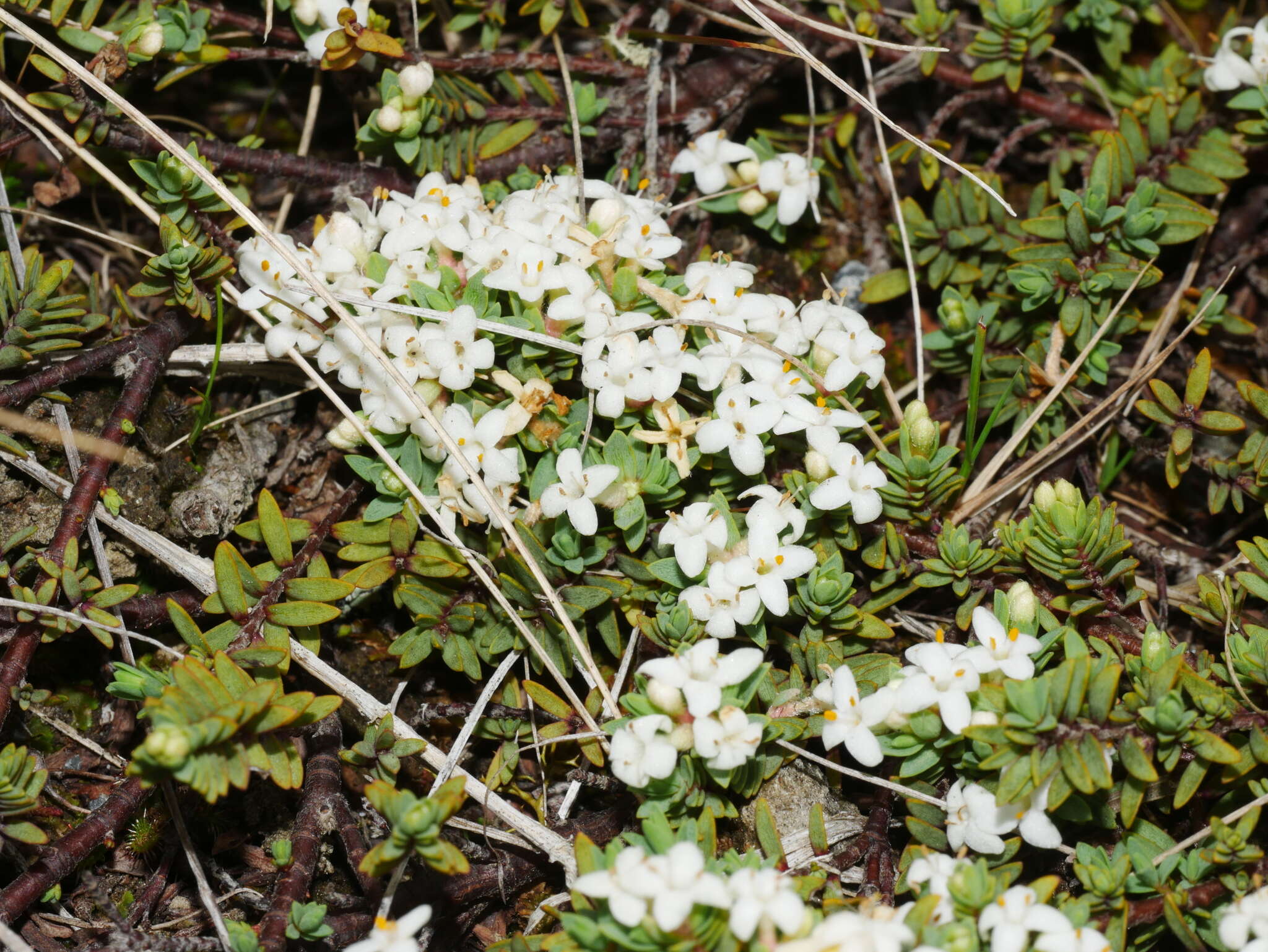 Image of Pimelea prostrata subsp. vulcanica C. J. Burrows