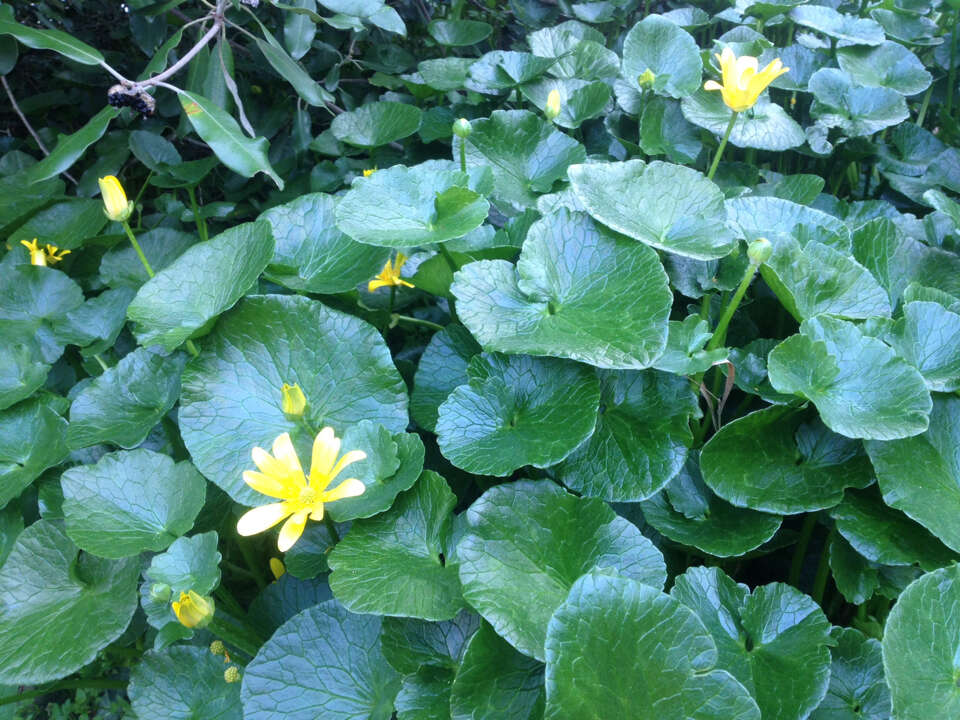 Image of Ficaria verna subsp. ficariiformis (Rouy & Foucaud) Maire