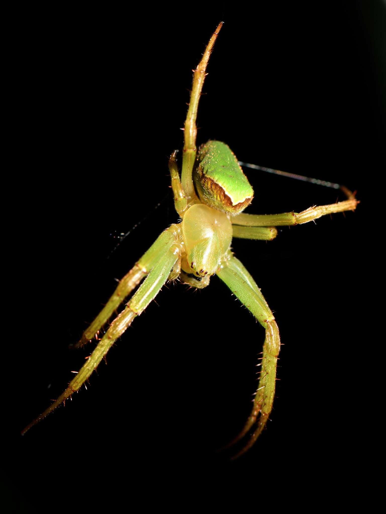 Image de Colaranea viriditas (Urquhart 1887)