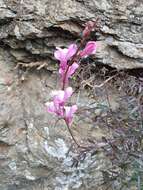 Plancia ëd Antirrhinum controversum Pau