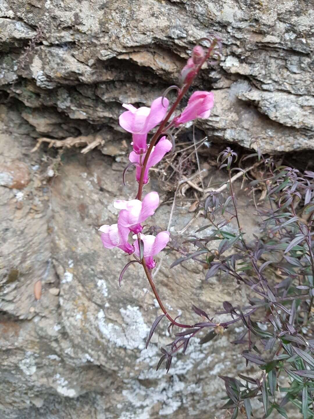 Image of Antirrhinum controversum Pau