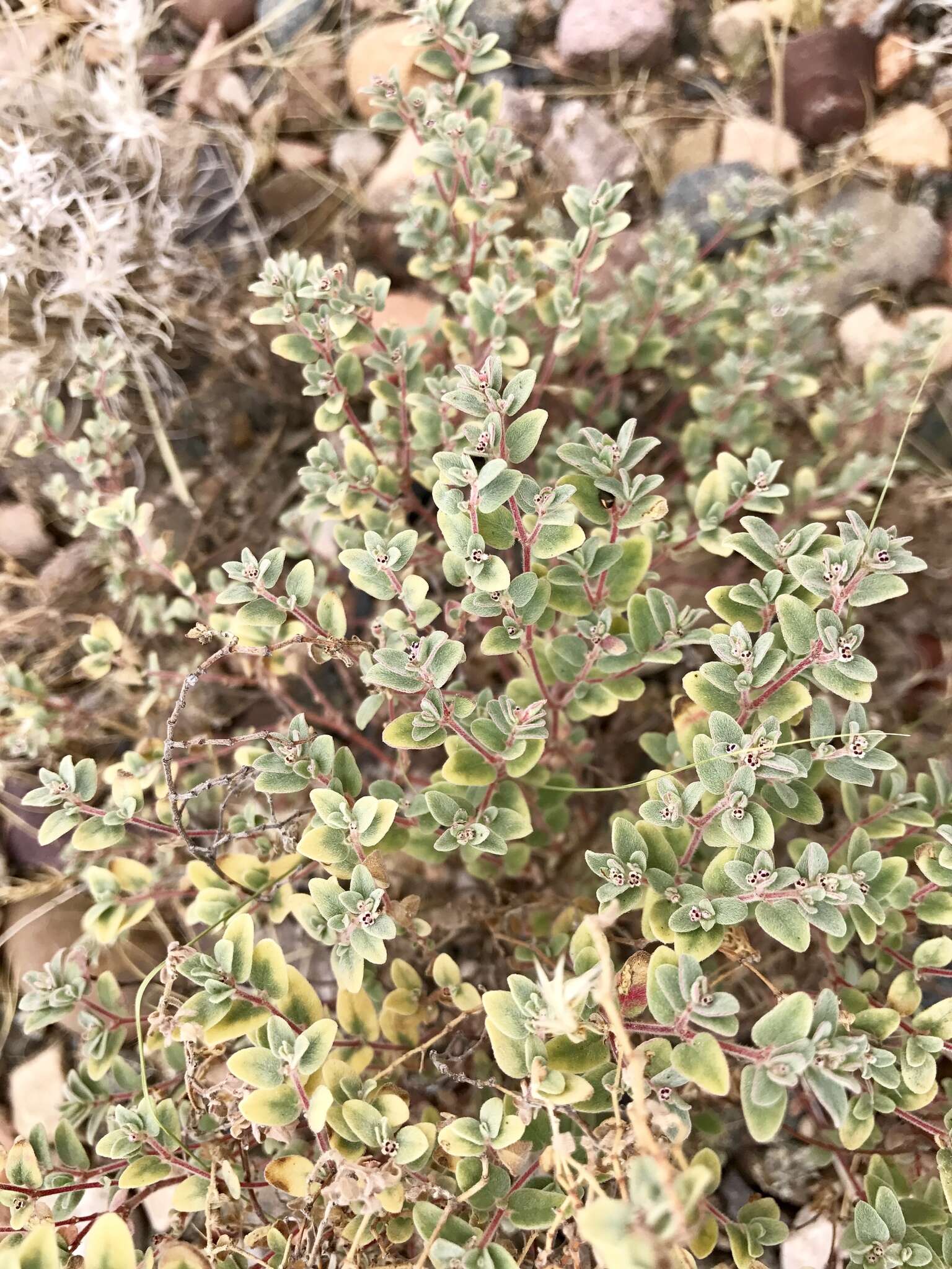 Imagem de Euphorbia melanadenia Torr. & A. Gray