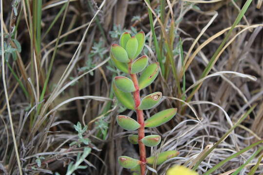 Слика од Crassula rogersii Schönl.