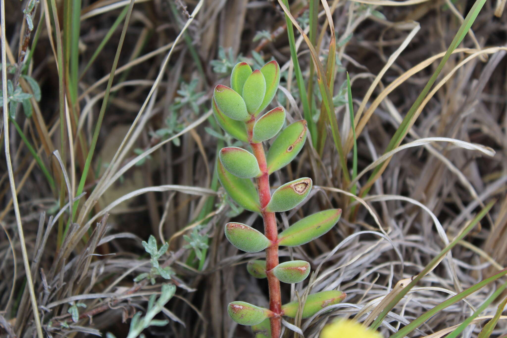 Image of Crassula rogersii Schönl.