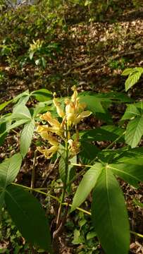 Sivun Aesculus sylvatica W. Bartram kuva