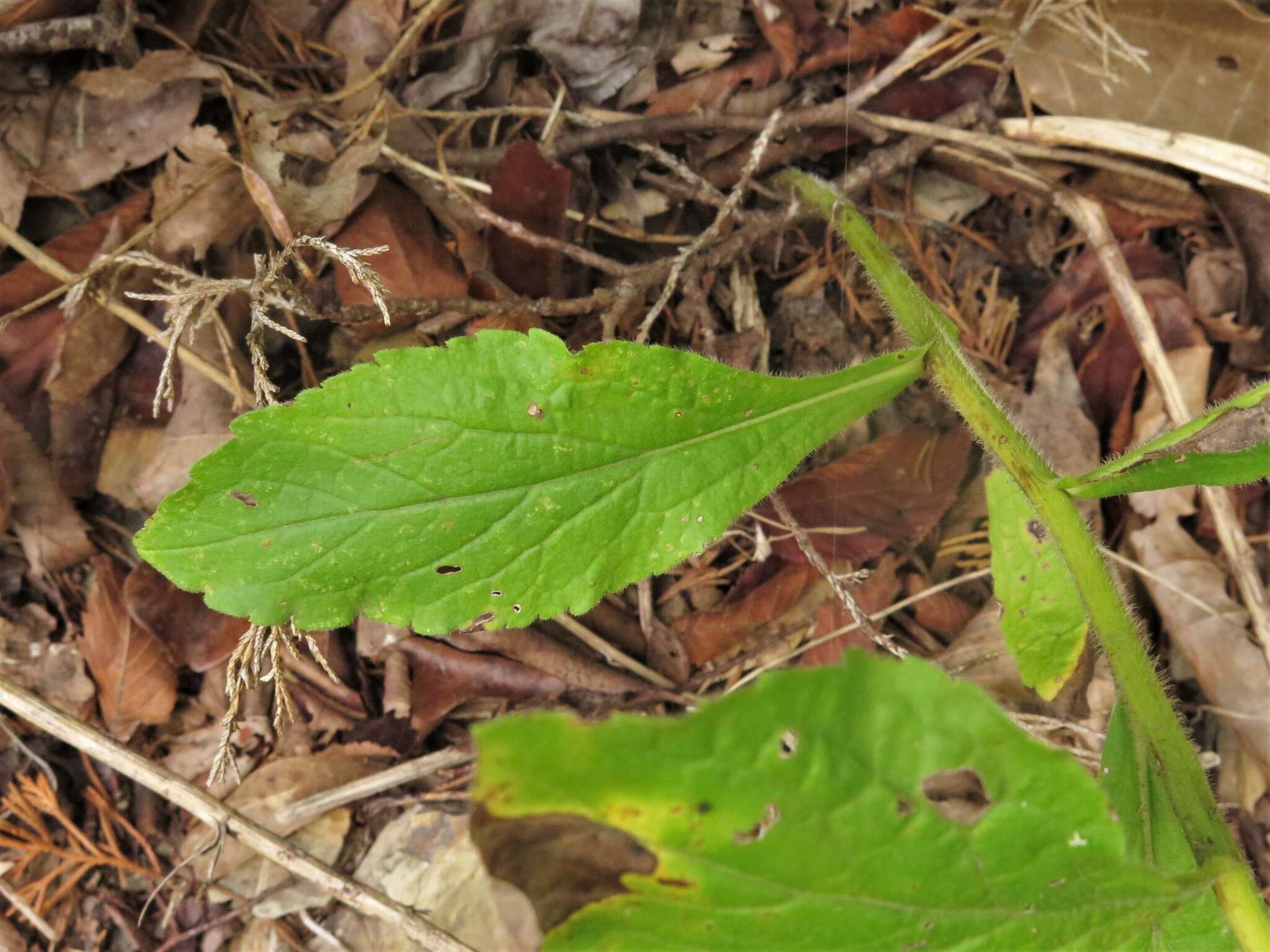 Image of Palmer's goldenrod