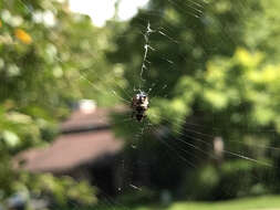 Image of White Micrathena