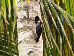 Image of Puerto Rican Woodpecker