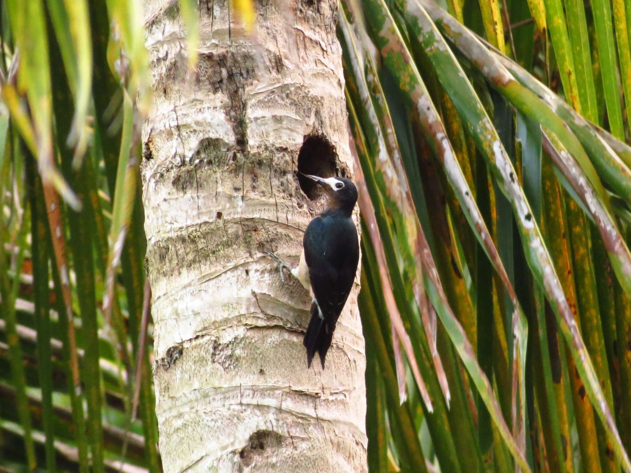 Image of Puerto Rican Woodpecker