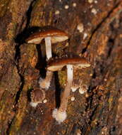 Image of Psathyrella echinata (Cleland) Grgur. 1997