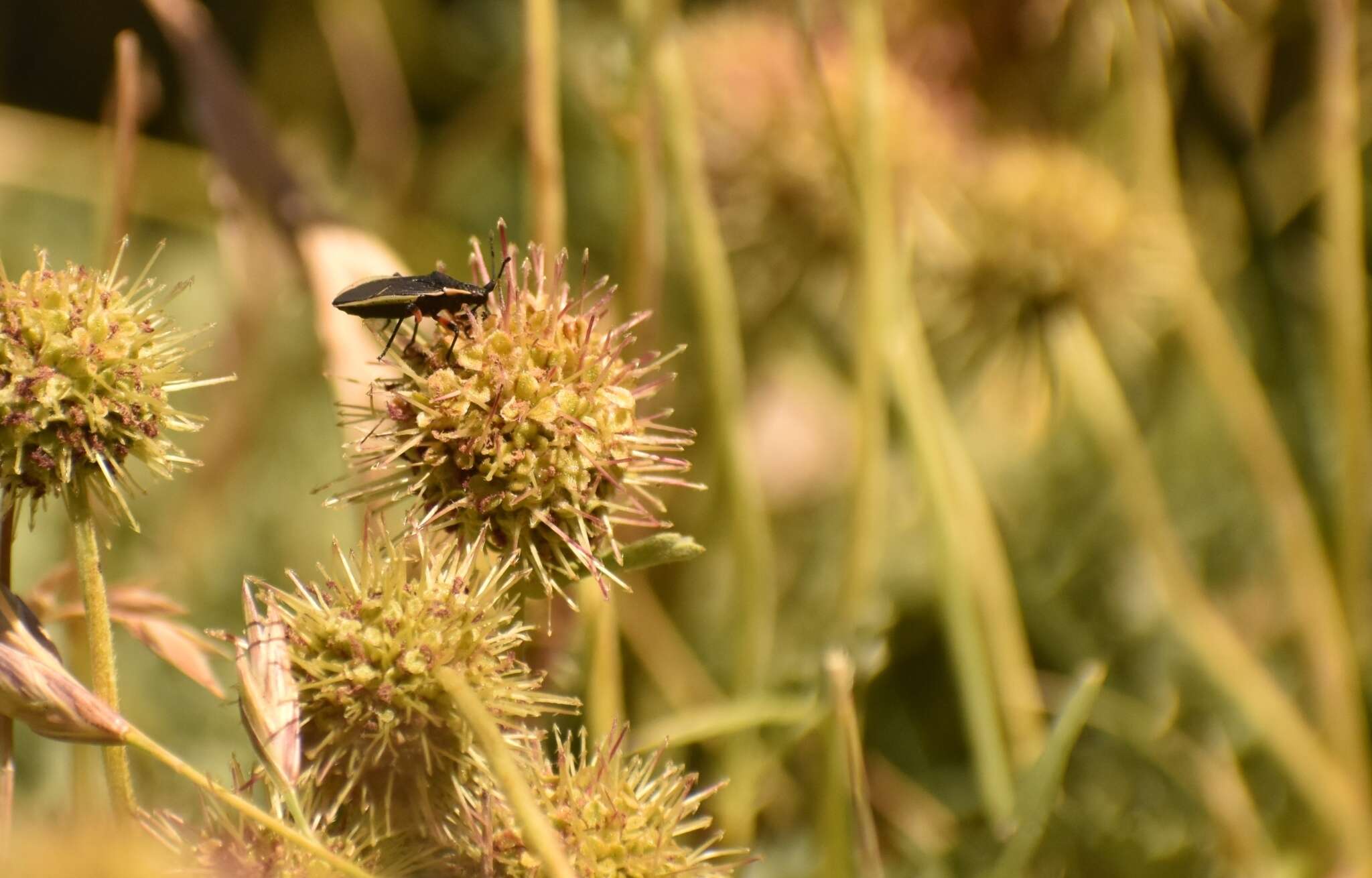 Image of Eldarca haematomera (Spinola 1852)