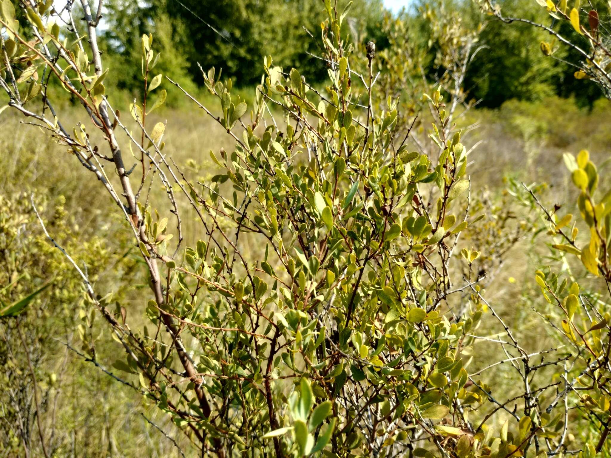 صورة Spiraea hypericifolia L.