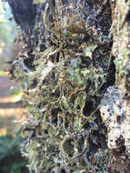 Image of Herre's ragged lichen