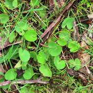 Imagem de Hydrocotyle jacksonii M. Hiroe