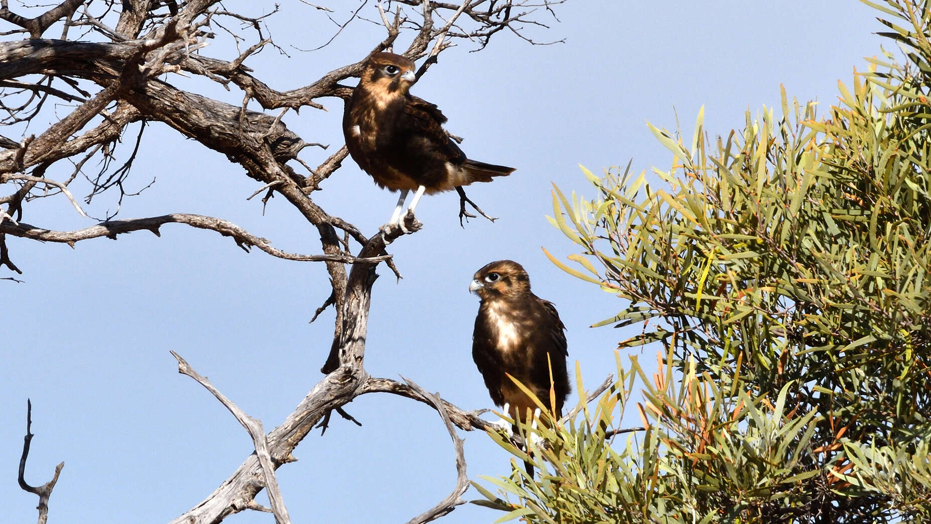 Image of Brown Falcon