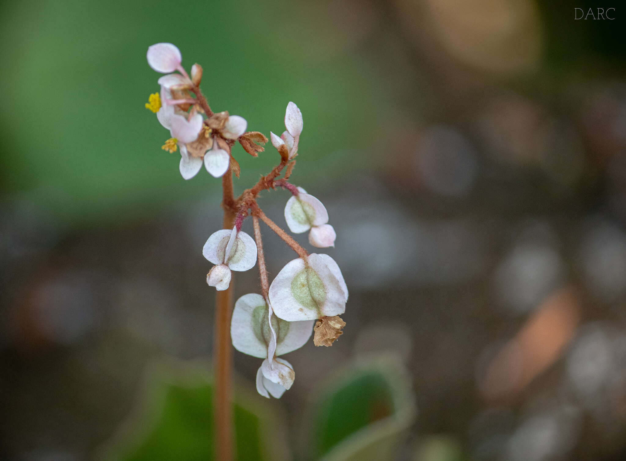 Image of Begonia pinetorum A. DC.