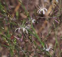 Image of wavyleaf soap plant