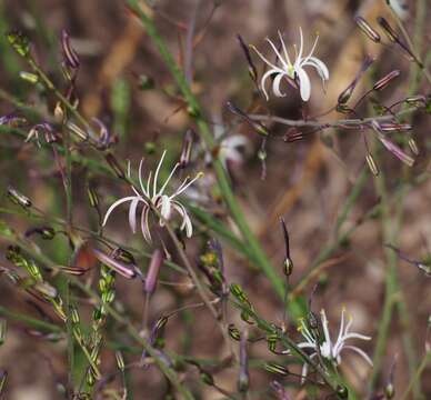 Слика од Chlorogalum pomeridianum (DC.) Kunth