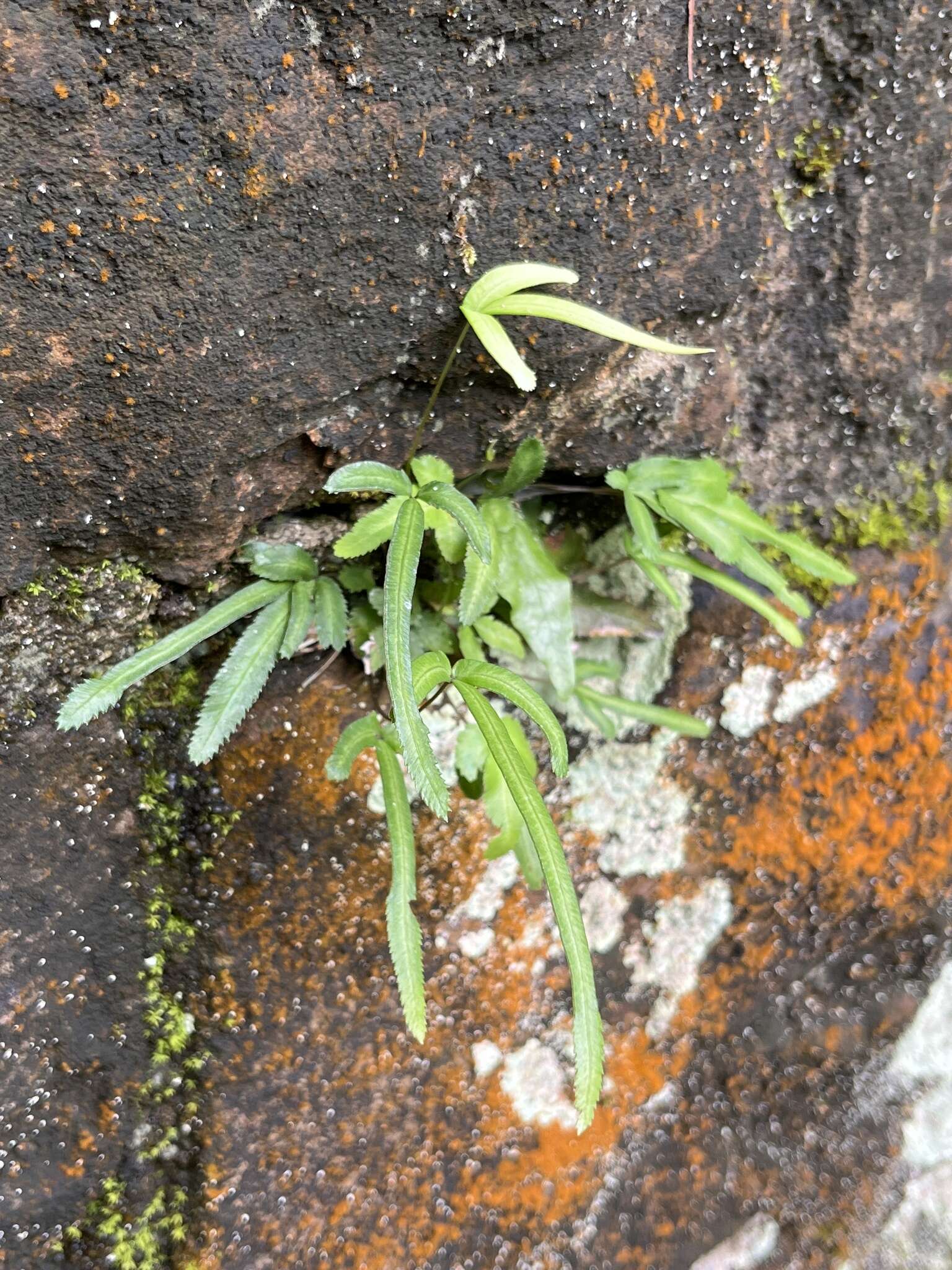 Image of Pteris ryukyuensis Tag.