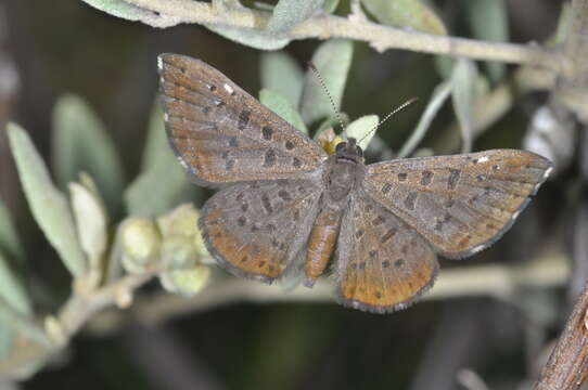 Image of Zabuella tinea