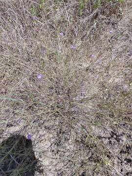 Image of stiffleaf false foxglove