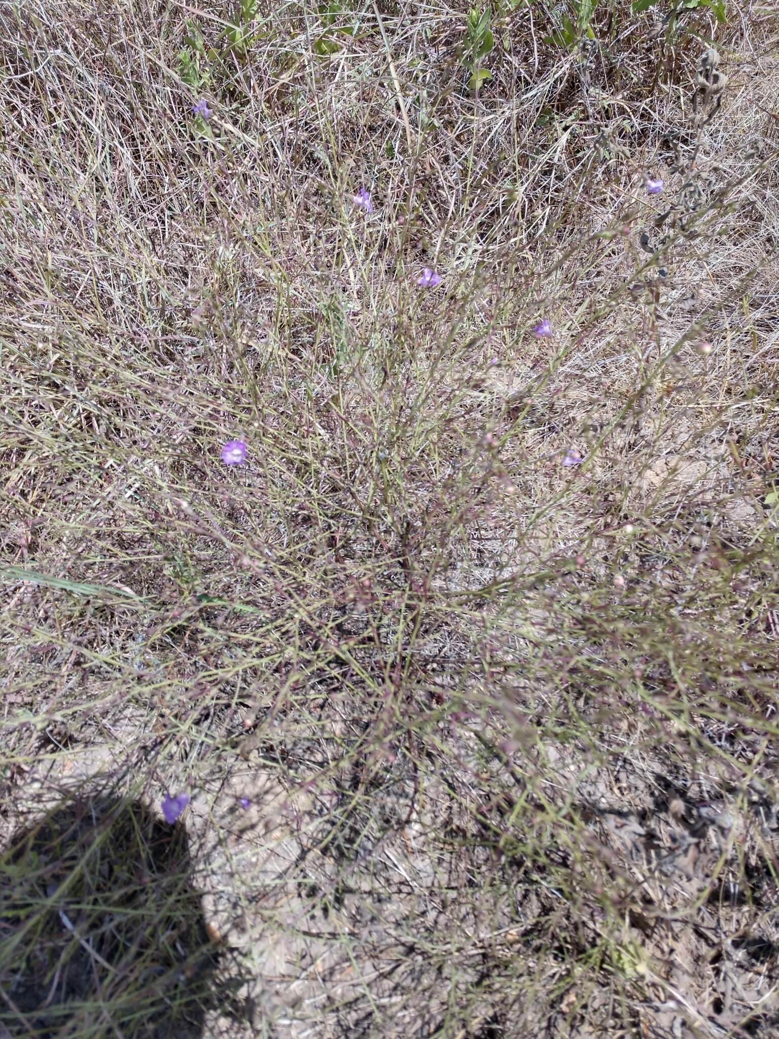 Image of stiffleaf false foxglove