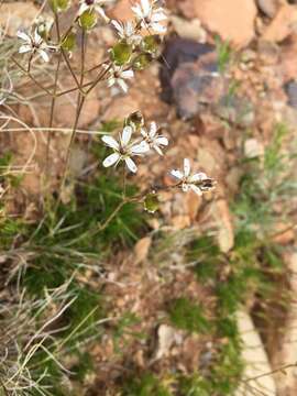 Image of Mt. Dellenbaugh sandwort