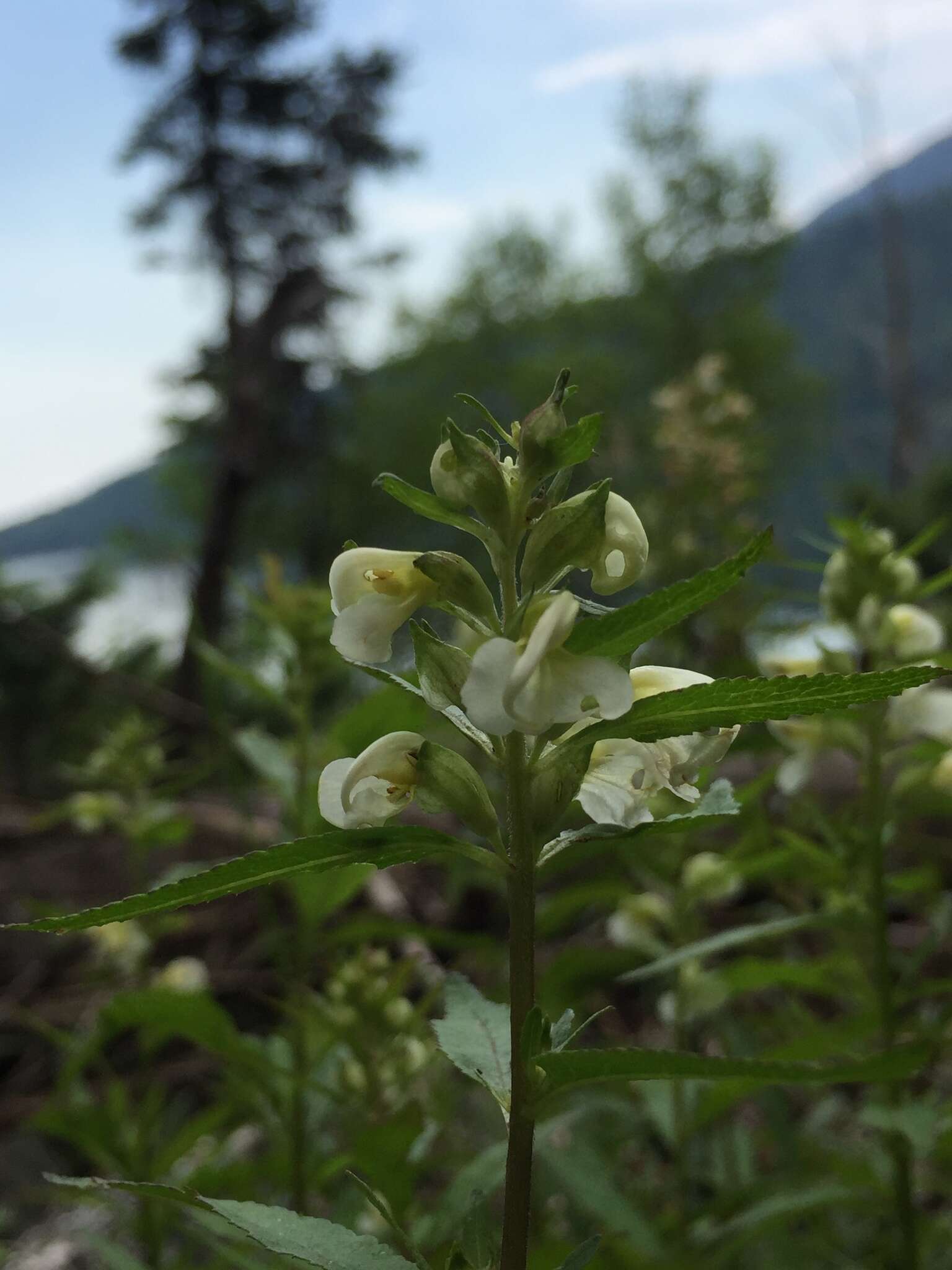 Image of sickletop lousewort