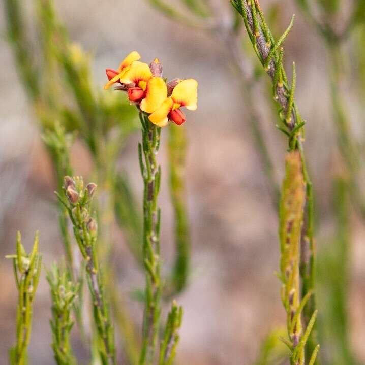 Image of Dillwynia stipulifera Blakeley