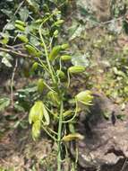 Image of Albuca abyssinica Jacq.