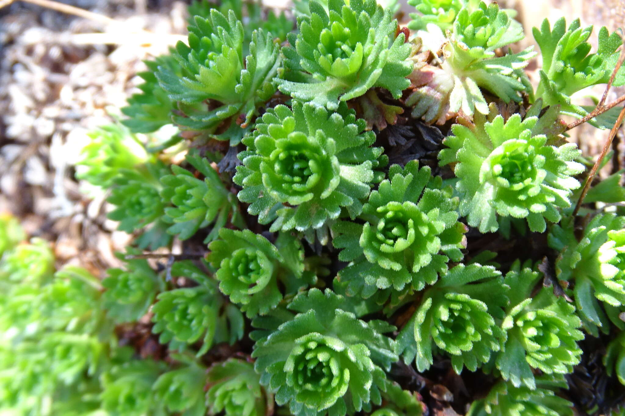 Imagem de Saxifraga vayredana Luizet