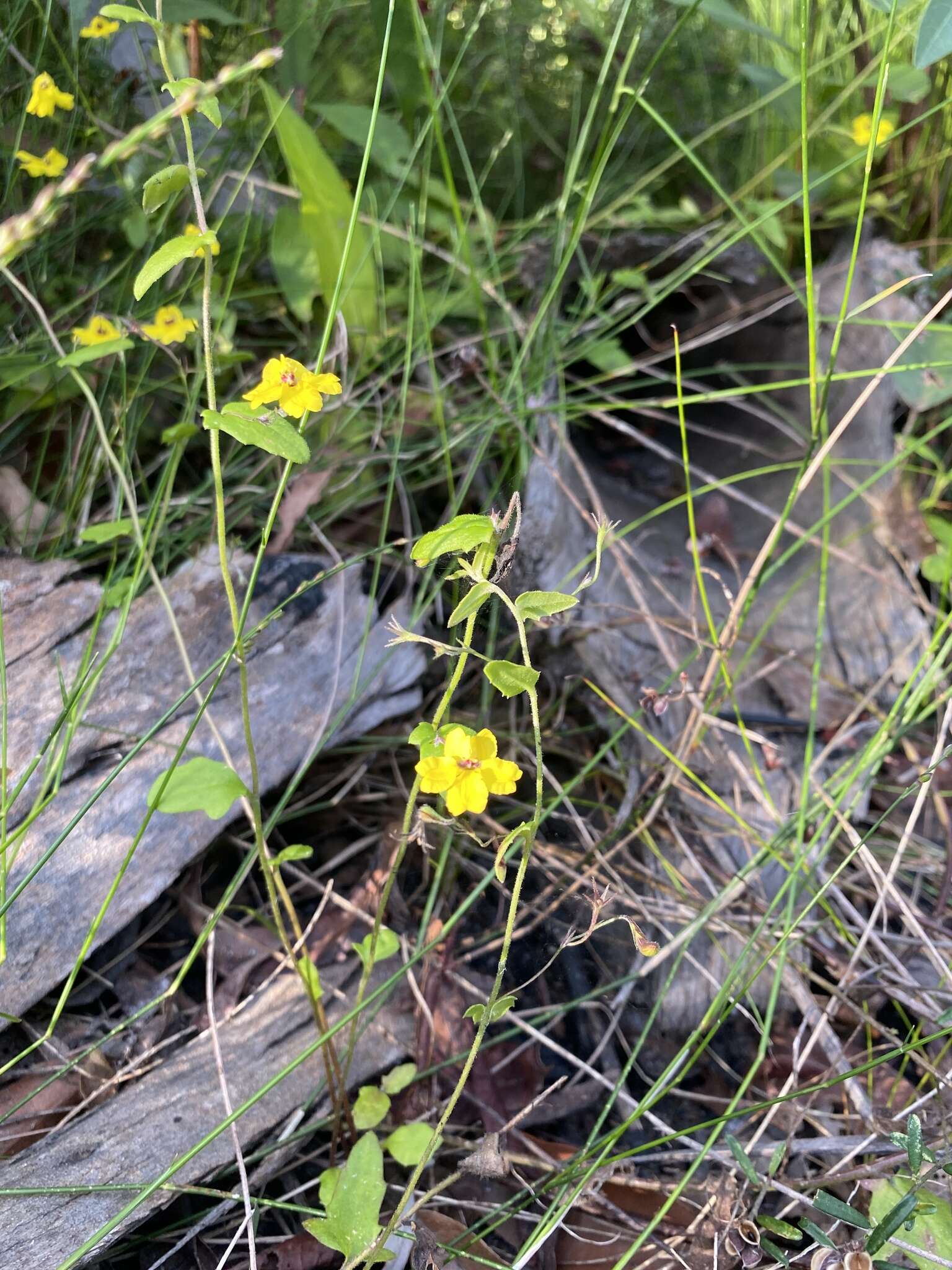 Image of Goodenia heterophylla subsp. eglandulosa R. Carolin