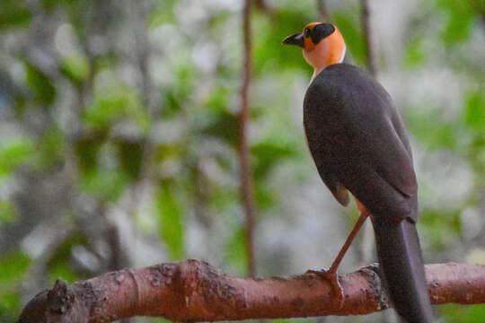 Image of rockfowl