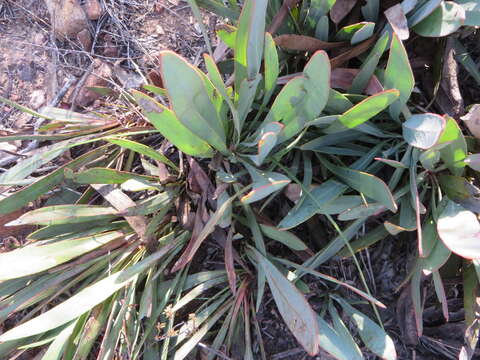 Image of Protea tenax (Salisb.) R. Br.