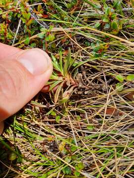 Image of Gentianella vernicosa (Cheeseman) T. N. Ho & S. W. Liu