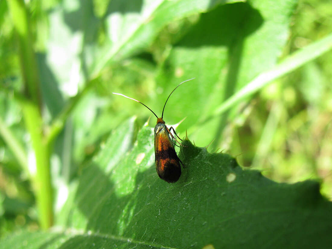 Imagem de Nemophora fasciella Fabricius 1775