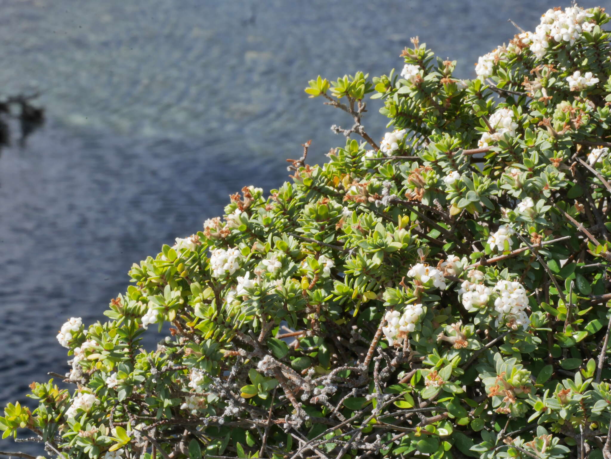 Image of Pimelea cryptica C. J. Burrows & Enright