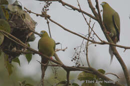 Image of Treron apicauda apicauda Blyth 1846