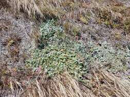 Image of redflower buckwheat