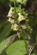 صورة Digitalis ferruginea subsp. schischkinii (Ivan.) Werner