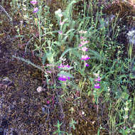 صورة Collinsia heterophylla Buist ex Graham