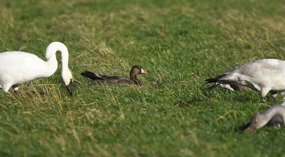 Image of Anser albifrons elgasi Delacour & Ripley 1975