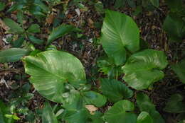 Image of Homalomena philippinensis Engl.